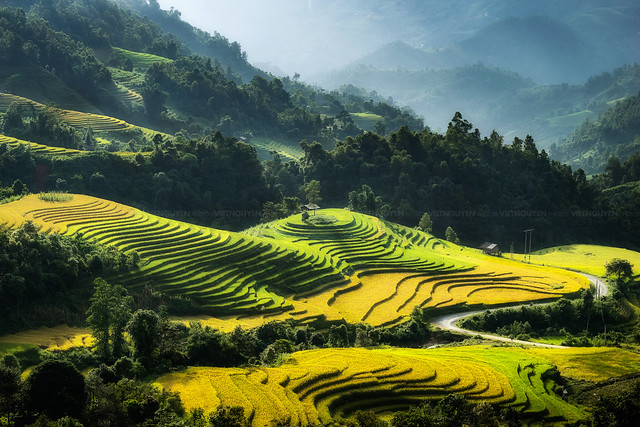 Beautiful landscape. Rice filed terraces in rice season at Sapa - Vietnam