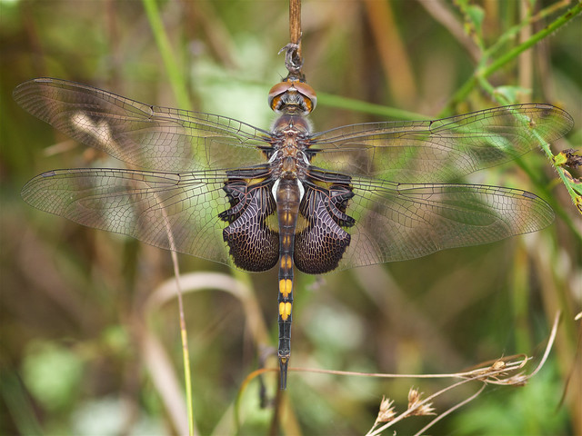 Black Saddlebags (Tramea lacerata) Dragonfly - Male