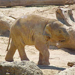 Junger Asiatischer Elefant (Elephas maximus) im Elefantenpark des Kölner Zoos