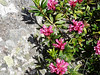 NP Aigüestortes i Estany de Sant Maurici, pěnišník rezavý (Rhododendron ferrugineum), foto: Petr Nejedlý
