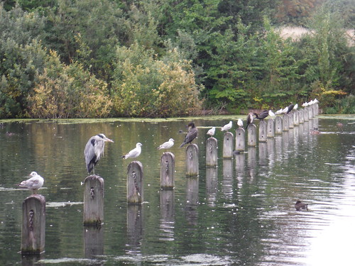 Birds All Lined Up, The Long Water SWC Short Walk 19 - Royal Parks