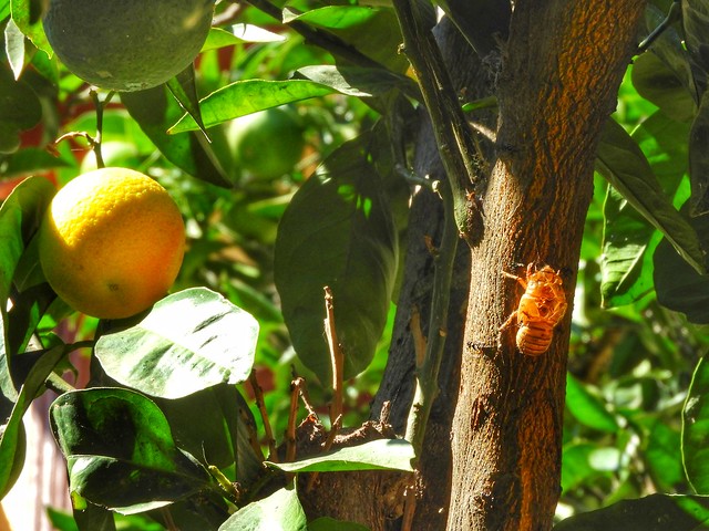 a cicada on the orangetree!!!