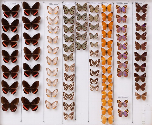 Lepidoptera Nymphalidae | 1 of 6000 insect drawers at the Na… | Flickr