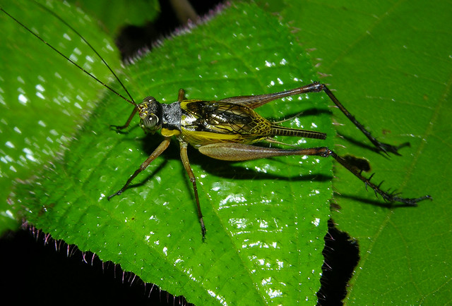 Common bush cricket (Nisitrus sp), male, Borneo