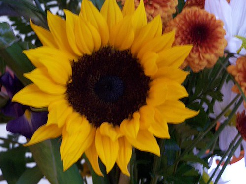 Sunflower | by nancy jd