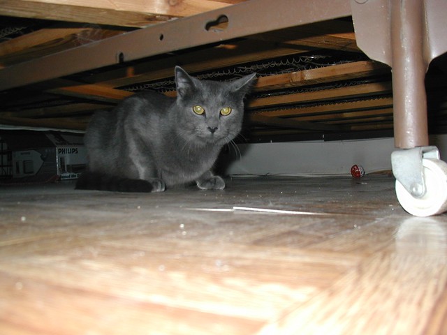 Dru, hiding under the bed.