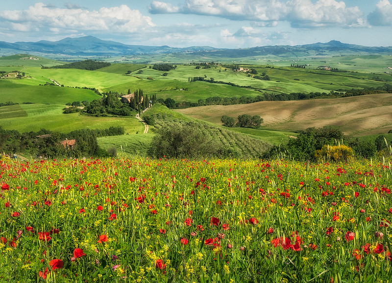 Wild Flowers in Val D'Orcia
