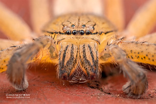 Huntsman spider (Thunberga nossibeensis) - DSC_2082