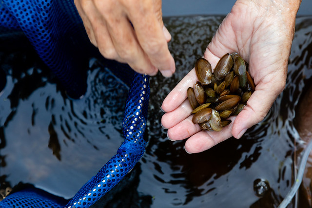 Freshwater Mussel Restoration on the Anacostia River