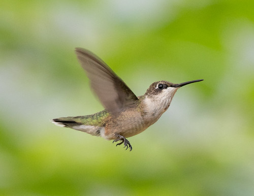 Ruby-throated Hummingbird