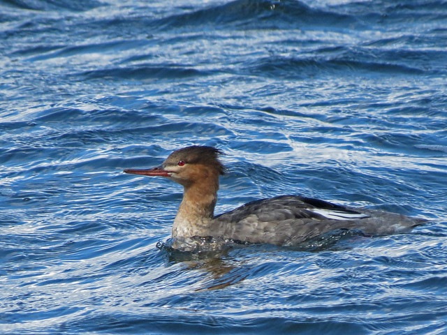 Red-breasted Merganser, Ardmore Point, Firth of Clyde, Scotland
