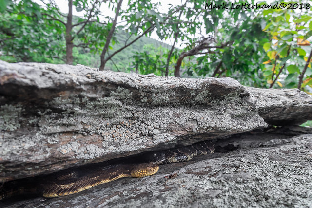 Timber rattlesnake birthing rookery