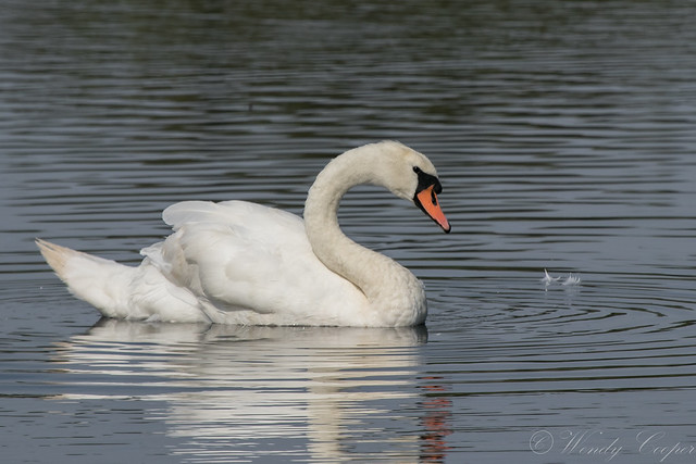 Mute Swan-5248