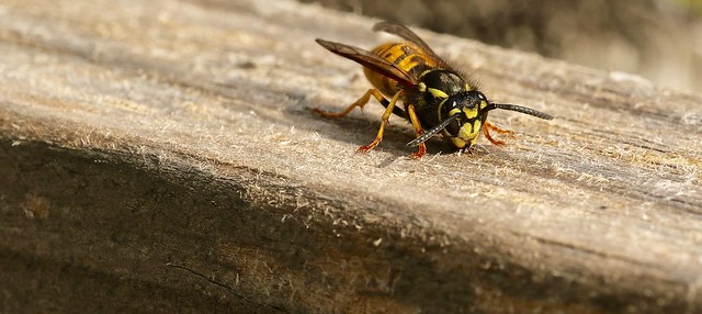 Wasp collecting nest material