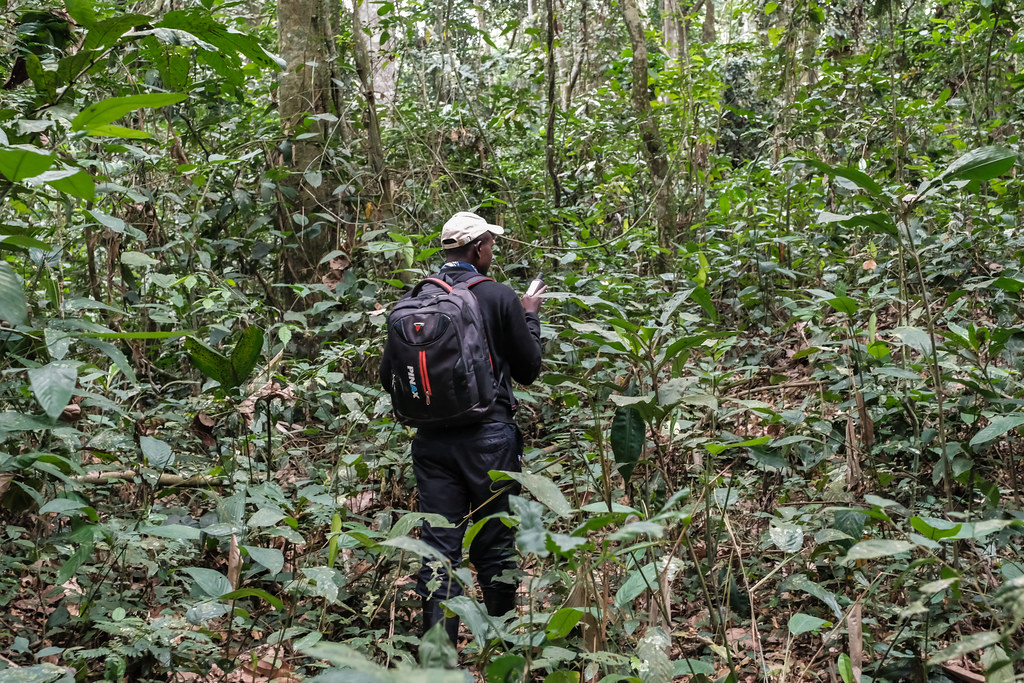 Camera trap installation in the Yangambi biosphere reserve, Yangambi, DRC.