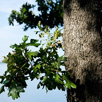 Sequoyah State Park 8/9/18 #trees #oklahoma #leaves 