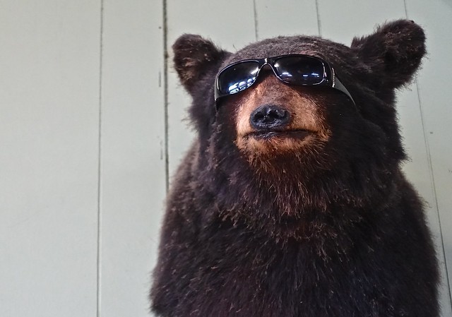 When Bears Wear Shades
