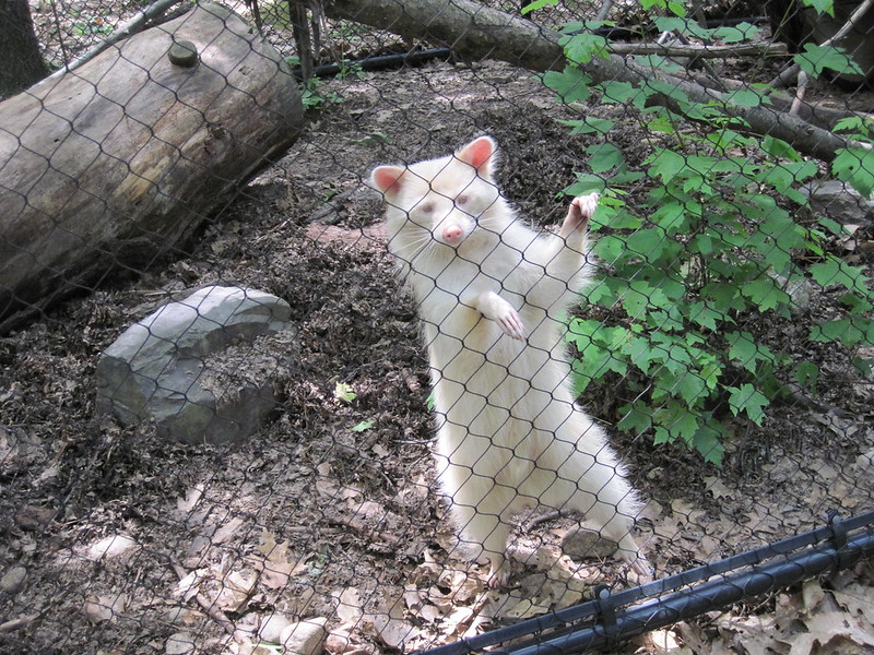 Albino racoon