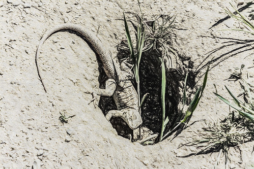 america animal california dirt grass jfflickr kerncounty lizard nature painting photosbydavid postedonflickr unitedstates usa windwolvespreserve bakersfield