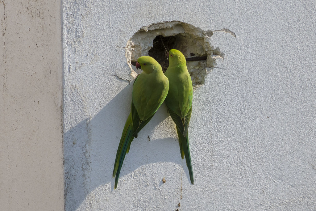 Lovebirds Hanging In a Wall