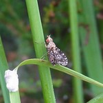 Gepunktete Hornfliege (Pointed Marsh Fly, Trypetoptera punctulata)