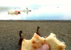 lunch in the company of ducks