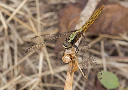colombia libel dragonfly insect