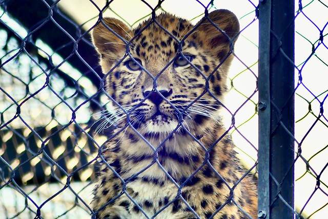 Baby Amur Leopard Cub on September 15, 2018 - Endangered Big Cat Species, Born April 5, 2018