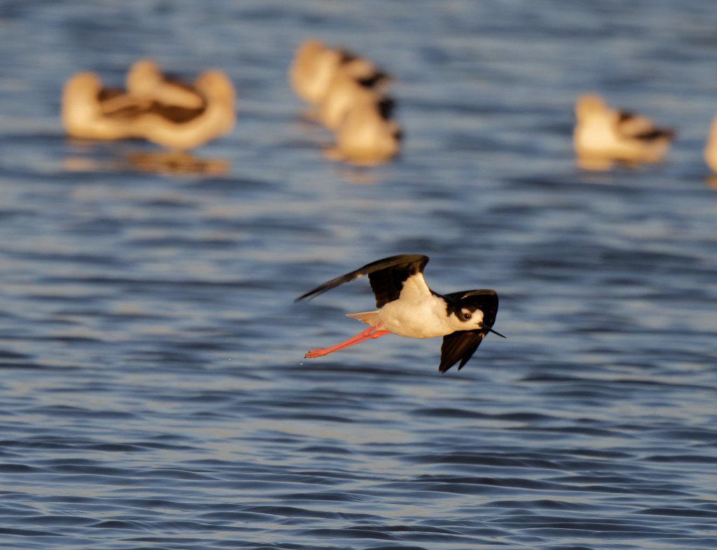 black-necked stilt fly by:  much faster moving, so more of a test of the lens