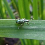 Seidiger Rohrkäfer (Reed Beetle, Plateumaris sericea)