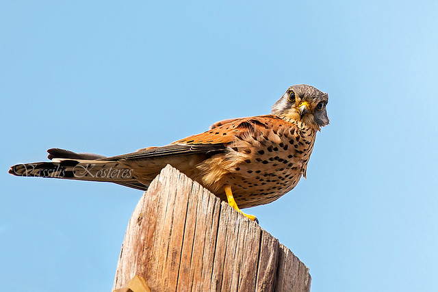 Falco tinnunculus, Βραχοκιρκίνεζο, Common Kestrel