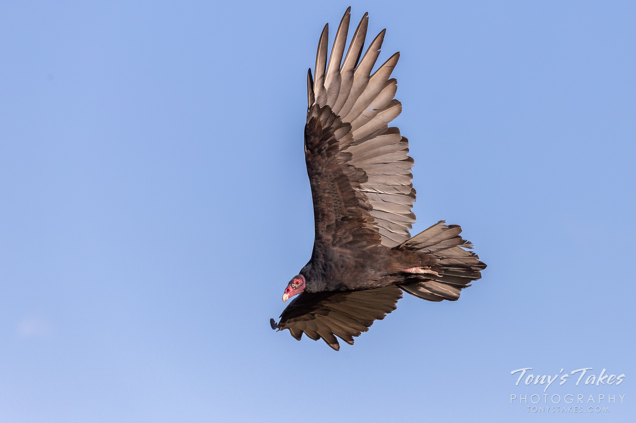 Turkey Vulture flyby