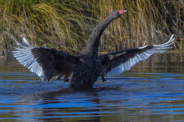 Black Swan wing flap