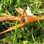 Große Heidelibelle (Common Darter, Sympetrum striolatum), Männchen