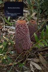Banksia DSC02521