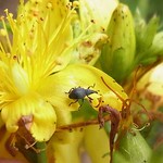 Großer Johanniskraut-Spitzmausrüssler (Pseudoperapion brevirostre) in der Wahner Heide