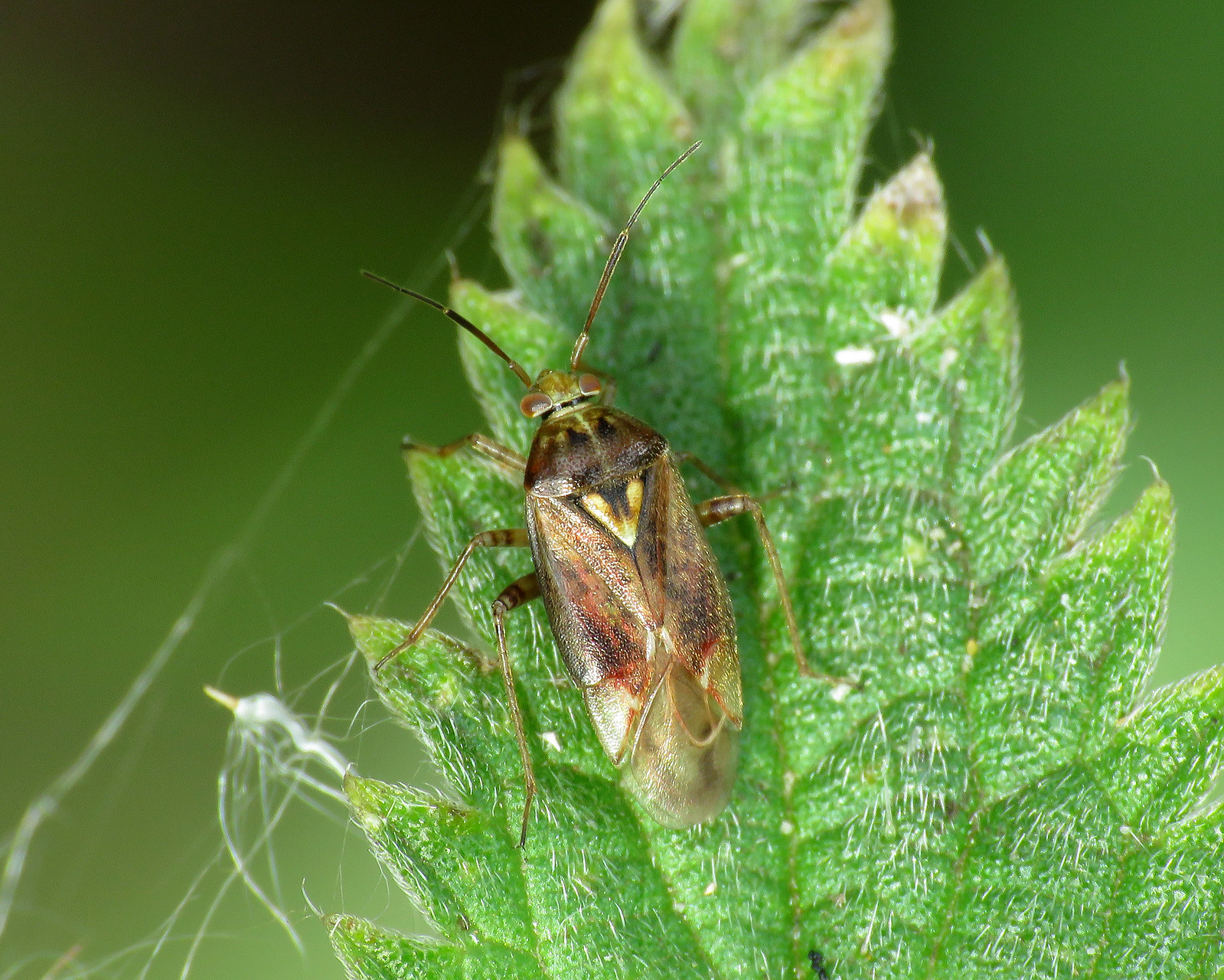 Tarnished Plant Bug - Lygus rugulipennis