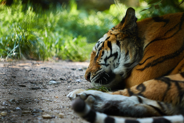 🐯 Tigre | Tiger 🐯