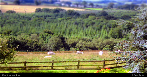 ©trevordurritt canonpowershota3300is tiltshift sheep field devon northdevon england unitedkingdom fence trees forestry blur miniature petrockstowe