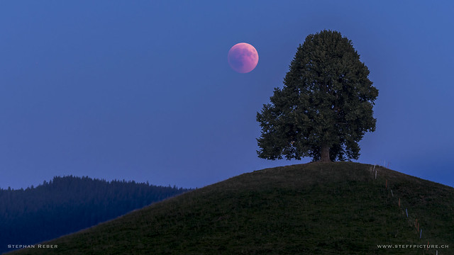 Meet the Tree -  Lunar eclipse 2018