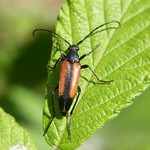 Kleiner Schmalbock (Black-striped Longhorn Beetle, Stenurella melanura)
