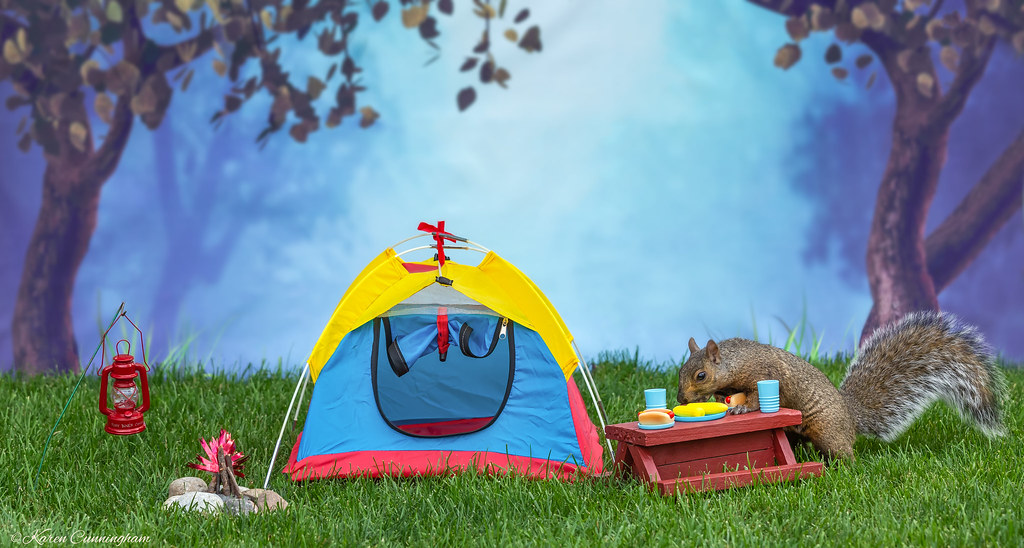 Image result for squirrel camping