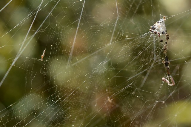 Composite web of a Labyrinth Spider (genus Metepeira, Araneidae)