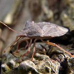 Waldwächter (Dock Leaf Bug, Arma custos) in der Flehbachaue