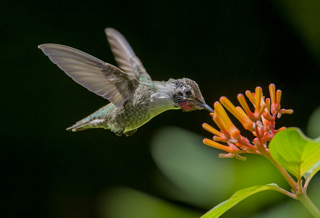 Costa's Hummingbird nectaring on Fire Bush flower, Wings of the Tropics, Fairchild Tropical Botanic Garden.