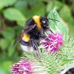 Weibliche Dunkle Erdhummel (Buff-tailed Bumblebee, Bombus terrestris)