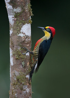 Yellow-fronted Woodpecker (male) | by Yamil Saenz