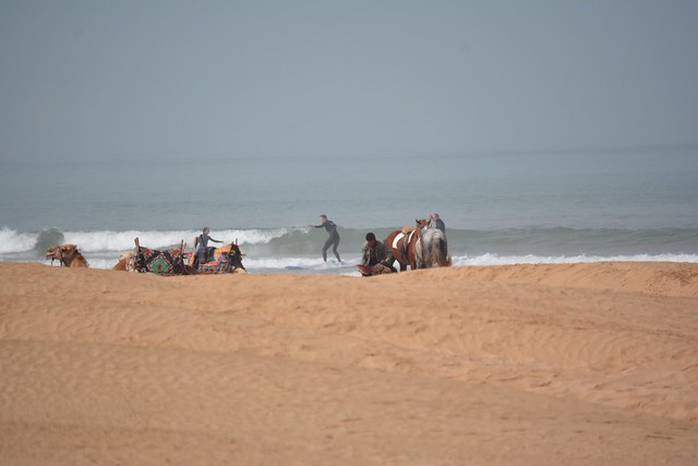 Surfing, horses and camels