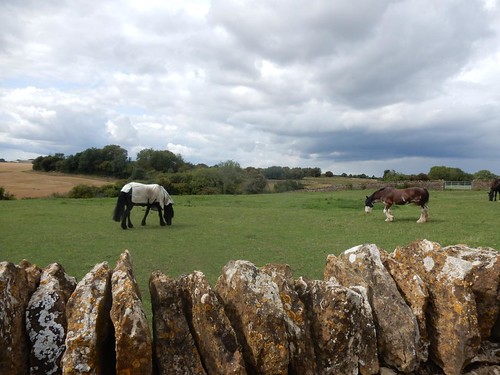 Horses in a field (note dry stone wall) Kings Sutton Circular (Shortcut)