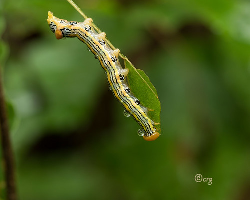 pennsylvania bradfordcounty pisgah caterpillar redhumpedoakworm symmeristacanicosta beech